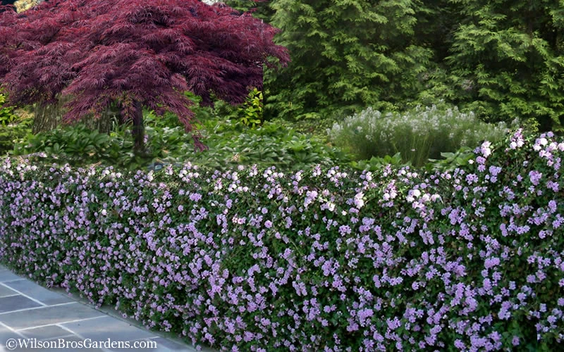 Trailing Lavender Lantana - 18 Pack Of Pint Pots 7 Trailing Lavender Lantana - 18 Pack Of Pint Pots - Image 7