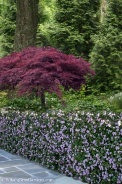 Trailing Lavender Lantana - 5 Pack Of Pint Pots -Wilson Bros Gardens Lantana Trailing Lavender 23