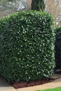 Schip Laurel (Prunus Laurocersasus 'Schipkaensis') - 2 Gallon Pot -Wilson Bros Gardens Laurel Schip 2