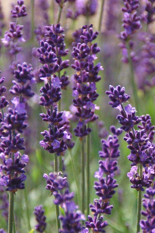 Phenomenal Lavender - 1 Gallon Pot 1 Phenomenal Lavender - 1 Gallon Pot
