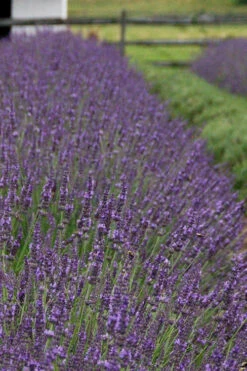 Phenomenal Lavender - 18 Pack Of Pint Pots -Wilson Bros Gardens Lavender Phenomenal 11