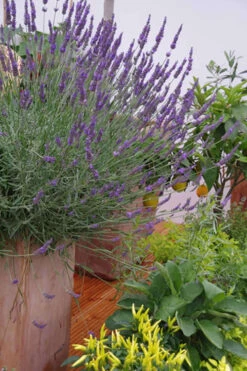 Phenomenal Lavender - 5 Pack Of Quart Pots 10 Phenomenal Lavender - 5 Pack Of Quart Pots -Wilson Bros Gardens Lavender Phenomenal 12 1