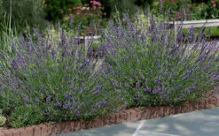 Phenomenal Lavender - 1 Gallon Pot 9 Phenomenal Lavender - 1 Gallon Pot -Wilson Bros Gardens Lavender Phenomenal 13 2