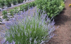 Provence French Lavender - 5 Pack Of Quart Pots -Wilson Bros Gardens Lavender Provence 1 1
