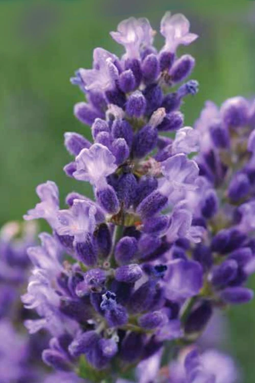 SuperBlue English Lavender - 1 Gallon Pot 4 SuperBlue English Lavender - 1 Gallon Pot - Image 4