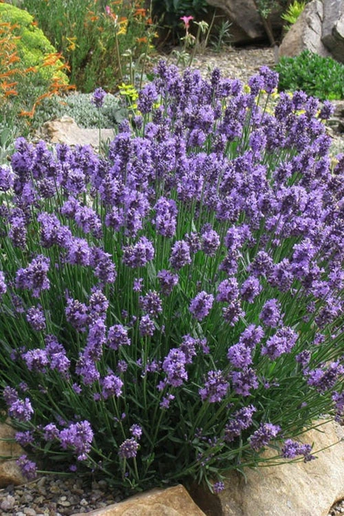 SuperBlue English Lavender - 1 Gallon Pot 1 SuperBlue English Lavender - 1 Gallon Pot