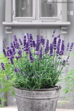 SuperBlue English Lavender - 1 Gallon Pot 9 SuperBlue English Lavender - 1 Gallon Pot -Wilson Bros Gardens Lavender Superblue 12