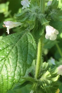 Lemon Balm Plant - 1 Gallon Pot -Wilson Bros Gardens Lemon Balm Plant 1