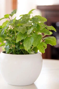Lemon Balm Plant - 1 Gallon Pot -Wilson Bros Gardens Lemon Balm Plant 2