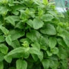 Lemon Balm Plant - 1 Gallon Pot