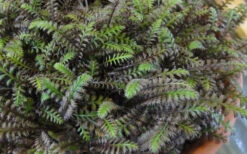 Platt's Black Brass Buttons (Leptinella Squalida) - 5 Pack Of Pint Pots -Wilson Bros Gardens Leptinella Squalida Pratts Back 2