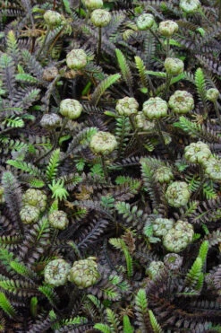 Platt's Black Brass Buttons (Leptinella Squalida) - 5 Pack Of Pint Pots -Wilson Bros Gardens Leptinella Squalida Pratts Back 3