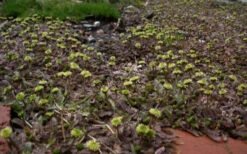 Platt's Black Brass Buttons (Leptinella Squalida) - 5 Pack Of Pint Pots -Wilson Bros Gardens Leptinella Squalida Pratts Back 4