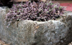 Platt's Black Brass Buttons (Leptinella Squalida) - 5 Pack Of Pint Pots -Wilson Bros Gardens Leptinella Squalida Pratts Back 6