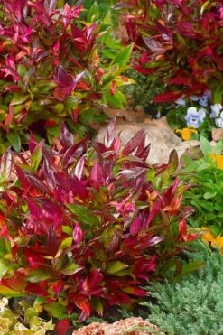 Scarletta Fetterbush - Leucothoe Fontanesiana 'Zeblid' - 1 Gallon Pot -Wilson Bros Gardens Leucothoe Scarletta 4 1