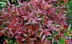 Scarletta Fetterbush - Leucothoe Fontanesiana 'Zeblid' - 2 Gallon Pot -Wilson Bros Gardens Leucothoe Scarletta 5
