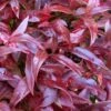 Scarletta Fetterbush - Leucothoe Fontanesiana 'Zeblid' - 1 Gallon Pot