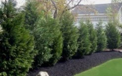 Leyland Cypress - 1 Gallon Pot 9 Leyland Cypress - 1 Gallon Pot -Wilson Bros Gardens Leyland Cypress 50