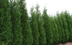 Leyland Cypress - 1 Gallon Pot 10 Leyland Cypress - 1 Gallon Pot -Wilson Bros Gardens Leyland Cypress 51