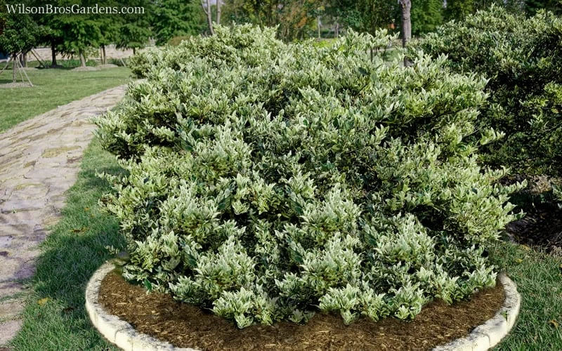 Jack Frost Ligustrum (Privet) - 3 Gallon Pot 6 Jack Frost Ligustrum (Privet) - 3 Gallon Pot - Image 6