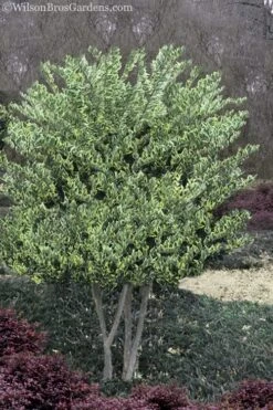 Jack Frost Ligustrum (Privet) - 3 Gallon Pot 10 Jack Frost Ligustrum (Privet) - 3 Gallon Pot -Wilson Bros Gardens Ligustrum Jack Frost 8