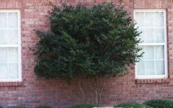 Wavy Leaf Ligustrum Recurvifolium - 1 Gallon Pot -Wilson Bros Gardens Ligustrum Recurvifolia Curly Leaf Tree Form