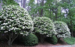 Wavy Leaf Ligustrum Recurvifolium - 1 Gallon Pot -Wilson Bros Gardens Ligustrum Recurvifolium 5