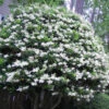 Wavy Leaf Ligustrum Recurvifolium - 1 Gallon Pot