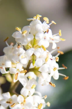 Wavy Leaf Ligustrum Recurvifolium - 1 Gallon Pot -Wilson Bros Gardens Ligustrum Recurvifolium 8