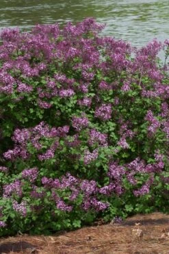 Bloomerang Dark Purple Lilac - 2 Gallon Pot -Wilson Bros Gardens Lilac Bloomerang Dark Purple 11