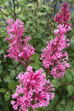 Bloomerang Dwarf Pink Lilac - 3 Gallon Pot