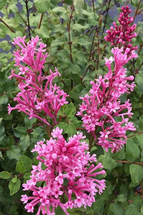 Bloomerang Dwarf Pink Lilac - 3 Gallon Pot 1 Bloomerang Dwarf Pink Lilac - 3 Gallon Pot