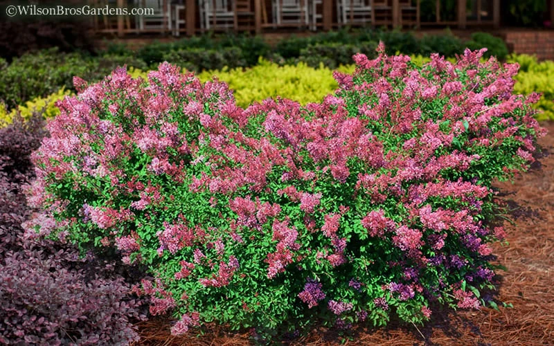 Bloomerang Dwarf Pink Lilac - 3 Gallon Pot 4 Bloomerang Dwarf Pink Lilac - 3 Gallon Pot - Image 4
