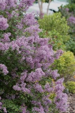 Bloomerang Purple Lilac - 2 Gallon Pot -Wilson Bros Gardens Lilac Bloomerang Purple 12