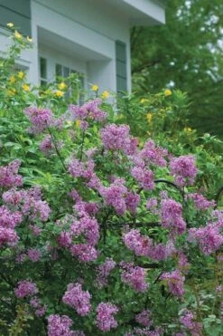 Bloomerang Purple Lilac - 2 Gallon Pot -Wilson Bros Gardens Lilac Bloomerang Purple 14