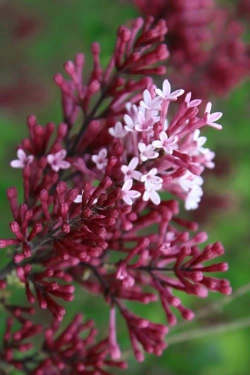 Red Pixie Lilac - Syringa Hybrid - 3 Gallon Pot 1 Red Pixie Lilac - Syringa Hybrid - 3 Gallon Pot