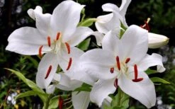 Casablanca Oriental Lily - 1 Gallon Pot 12 Casablanca Oriental Lily - 1 Gallon Pot -Wilson Bros Gardens Lilium Casablanca 2