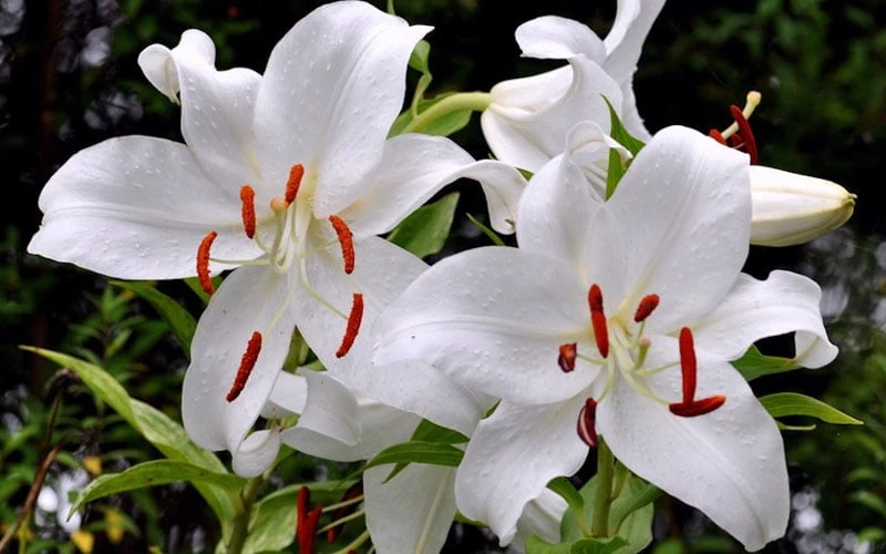 Casablanca Oriental Lily - 1 Gallon Pot 5 Casablanca Oriental Lily - 1 Gallon Pot - Image 5