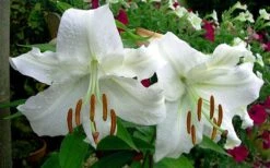 Casablanca Oriental Lily - 1 Gallon Pot 14 Casablanca Oriental Lily - 1 Gallon Pot -Wilson Bros Gardens Lilium Casablanca 4