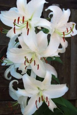 Casablanca Oriental Lily - 1 Gallon Pot 15 Casablanca Oriental Lily - 1 Gallon Pot -Wilson Bros Gardens Lilium Casablanca 5