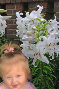 Casablanca Oriental Lily - 1 Gallon Pot 13 Casablanca Oriental Lily - 1 Gallon Pot -Wilson Bros Gardens Lilium Casablanca 8