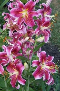 Stargazer Oriental - 1 Gallon Pot -Wilson Bros Gardens Lilium Stargazer 1