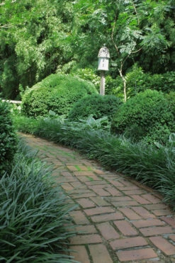 Emerald Goddess Liriope (Lilyturf) - 1 Gallon Pot -Wilson Bros Gardens Liriope Emerald Goddess 2 1