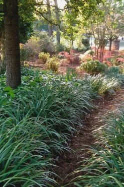 Emerald Goddess Liriope (Lilyturf) - 6-Pack Of 1 Gallon Pots -Wilson Bros Gardens Liriope Emerald Goddess 500x750 1