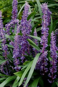 Royal Purple Liriope (Lilyturf) - 6 Pack Of 1 Gallon Pots -Wilson Bros Gardens Liriope Royal Purple 16 1