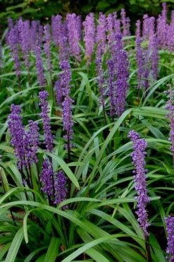 Royal Purple Liriope (Lilyturf) - 6 Pack Of 1 Gallon Pots -Wilson Bros Gardens Liriope Royal Purple 500x750 2