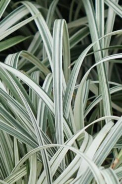 Silver Dragon Liriope - Lilyturf - 6 Pack Of Pint Pots -Wilson Bros Gardens Liriope Silver Dragon 11