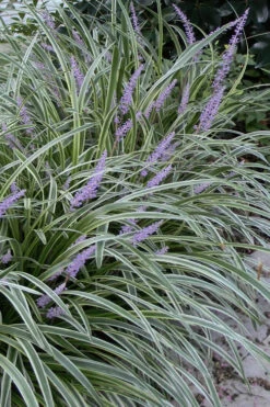 Silvery Sunproof Variegated Liriope - Lilyturf - 10 Pack Of Pint Pots