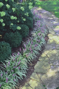 Silvery Sunproof Variegated Liriope - Lilyturf - 10 Pack Of Pint Pots -Wilson Bros Gardens Liriope Silvery Sunproof 15 1