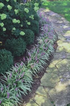 Silvery Sunproof Variegated Liriope - Lilyturf - 6 Pack Of 1 Gallon Pots 7 Silvery Sunproof Variegated Liriope - Lilyturf - 6 Pack Of 1 Gallon Pots -Wilson Bros Gardens Liriope Silvery Sunproof 15 3
